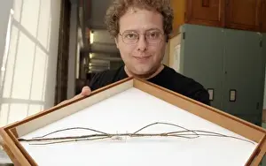 Longest Prints: Phobaeticus chani, Chans megastick