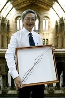 Phobaeticus chani, Chans megastick
