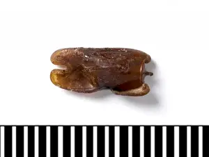 Longest Prints: Phobaeticus chani, Chans megastick egg