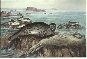 Phoca vitulina, harbour seal