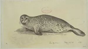 Phoca Collection: Phoca vitulina, harbour seal