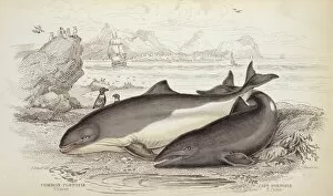 1800 1874 Gallery: Phocoena phocoena, common porpoise