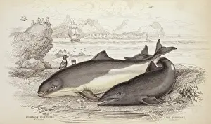 Jardine Prints: Phocoena phocoena, common porpoise