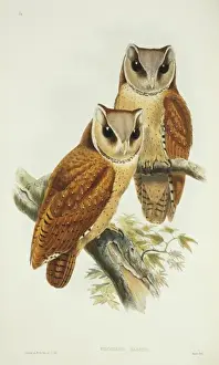 Horseshoe Prints: Phodilus badius, Oriental bay owl