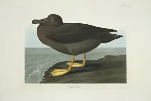 Phoebetria palpebrata, light-mantled albatross
