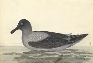 Captain Cook Collection: Phoebetria palpebrata, light-mantled albatross
