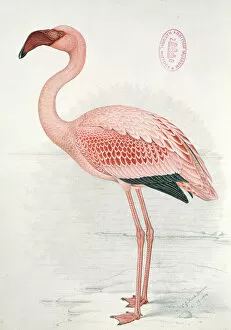 Mottled Collection: Phoeniconaias minor, lesser flamingo