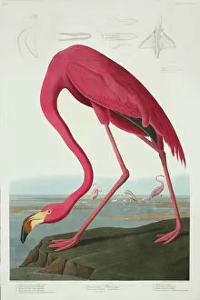 Aquatint Gallery: Phoenicopterus ruber, greater flamingo