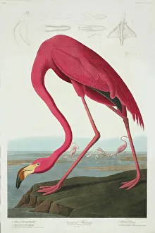 Images Dated 17th April 2013: Phoenicopterus ruber, greater flamingo