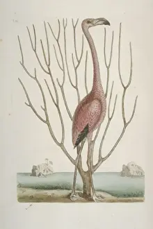 Phoenicopterus ruber, greater flamingo