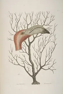 Phoenicopterus ruber, greater flamingo