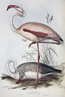 Phoenicopterus ruber, greater flamingo