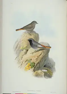 Nest Prints: Phoenicurus ochruros, black redstart