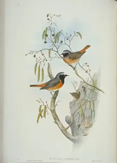 Phoenicurus phoenicurus, common redstart