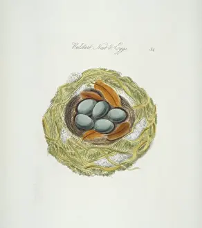 James Bolton Prints: Phoenicurus phoenicurus, common redstart nest and eggs