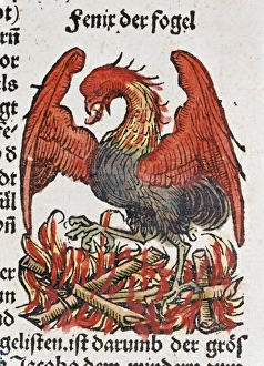 Myths Collection: Phoenix