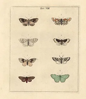 Diptera Prints: Phoenix, brown China mark and other moths