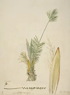 Ehret Prints: Phoenix canariensis, Canary Islands date palm
