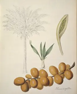 Arecaceae Prints: Phoenix dactylifera, palm date