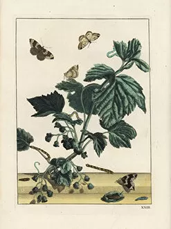 Juvenile Collection: Phoenix moth, Eulithis prunata, on flower