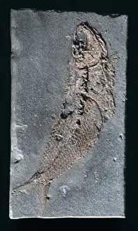 Bony Prints: Pholiodophorus bechei, fossil fish
