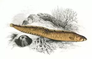 Pholis gunnellus, or Rock Gunnel