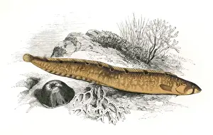 Markings Prints: Pholis gunnellus, or Rock Gunnel