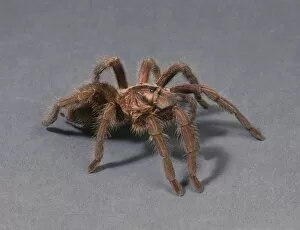Araneae Gallery: Phormictopus cancerides, Haitian brown tarantula