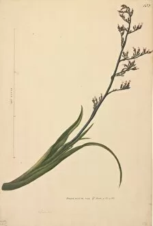 Asparagales Gallery: Phormium tenax