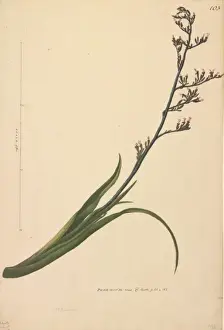 Forster Prints: Phormium tenax