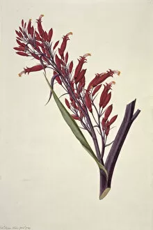 Monocot Collection: Phormium tenax, New Zealand flax