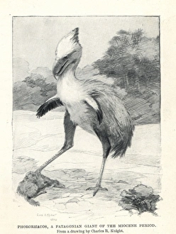 Miocene Gallery: Phorusrhacos longissimus