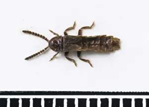 Glow Prints: Phosphaenus hemipterus, glow worm