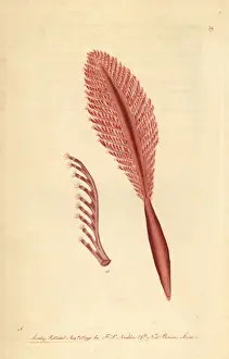 Cnidarian Prints: Phosphoric pennatula or sea-pen, Pennatula phosphorea