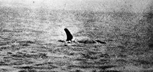 Images Dated 10th June 2004: Photo of the Loch Ness Monster?