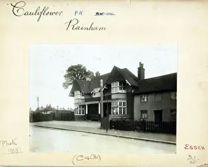 Cauliflower Prints: Photograph of Cauliflower PH, Rainham, Greater London