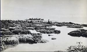 Anthozoa Gallery: Photograph of coral from the Yonge collection