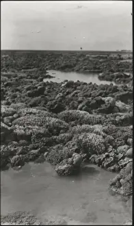 Anthozoa Prints: Photograph of corals from the Yonge collection