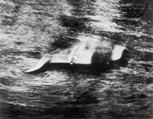 Hugh Collection: Photograph of the Loch Ness Monster