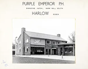 Harlow Prints: Photograph of Purple Emperor PH, Harlow, Essex