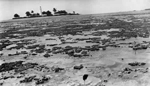Anthozoan Gallery: Photograph of reef flat with lighthouse in the background