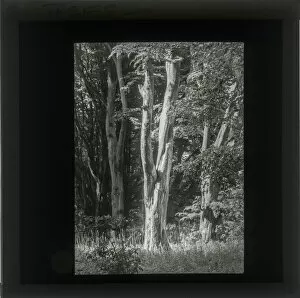 Photograph of Trees in light