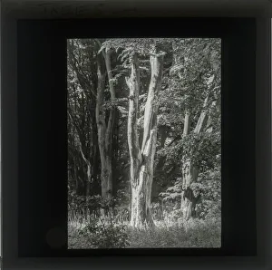 Images Dated 20th May 2019: Photograph of Trees in light