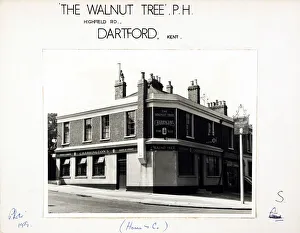 Walnut Prints: Photograph of Walnut Tree PH, Dartford, Kent
