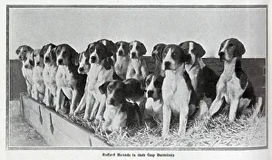 Willoughby Prints: Photographs of the Rufford hounds