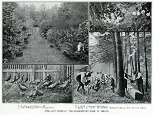 Keeper Prints: Photographs showing stages of pheasant rearing by gamekeepers. Date: 1912
