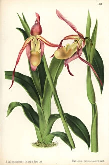 Cypripedium Collection: Phragmipedium longifolium orchid