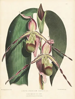 Ecuador Prints: Phragmipedium longifolium var. longifolium