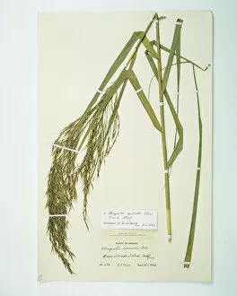 Commelinid Collection: Phragmites australis (Cav.), common reed