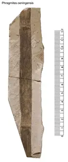 Poales Prints: Phragmites oeningensis